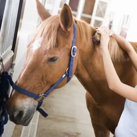 thumbnail for publication: A Beginner's Guide to Selling Thoroughbred Horses in a Public Auction Setting